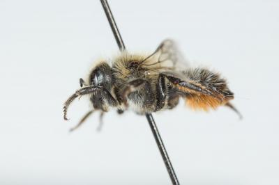  Hoplitis villosa (Schenck, 1853)
