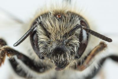  Hoplitis villosa (Schenck, 1853)