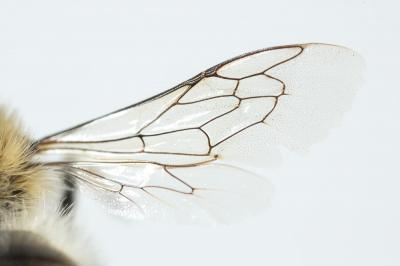  Hoplitis villosa (Schenck, 1853)