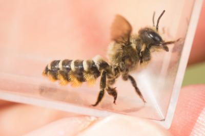  Megachile ericetorum Lepeletier, 1841
