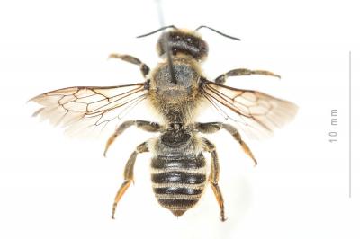  Megachile ericetorum Lepeletier, 1841