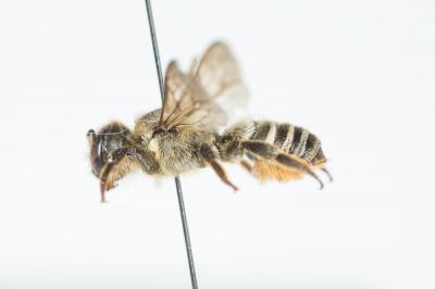  Megachile ericetorum Lepeletier, 1841