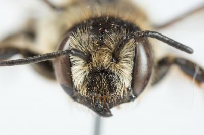 Megachile ericetorum Lepeletier, 1841