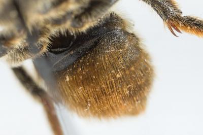  Megachile ericetorum Lepeletier, 1841