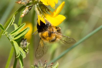  Megachile circumcincta (Kirby, 1802)