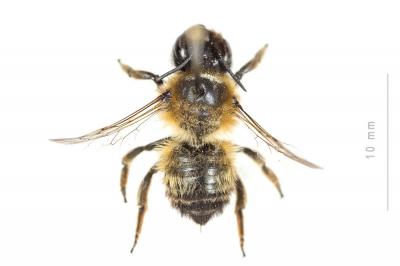  Megachile circumcincta (Kirby, 1802)