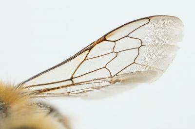  Megachile circumcincta (Kirby, 1802)
