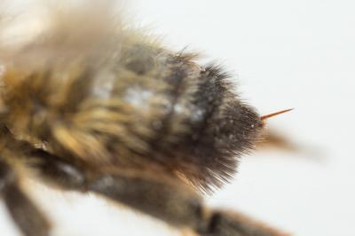 Megachile circumcincta (Kirby, 1802)