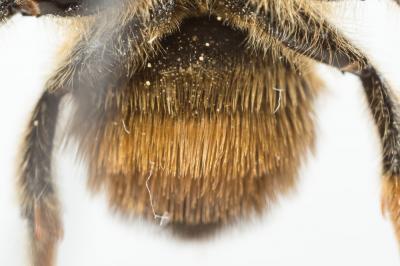  Megachile circumcincta (Kirby, 1802)