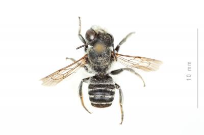  Megachile marginata Smith, 1853