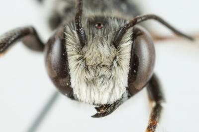  Megachile marginata Smith, 1853