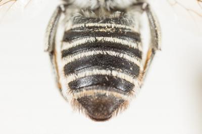  Megachile marginata Smith, 1853