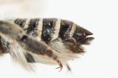  Megachile marginata Smith, 1853