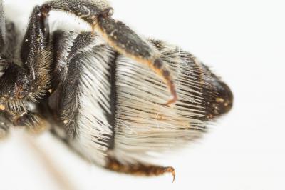  Megachile marginata Smith, 1853