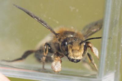  Megachile willughbiella (Kirby, 1802)