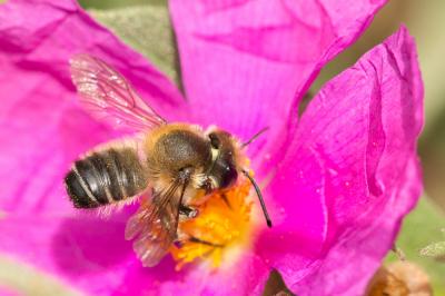  Megachile willughbiella (Kirby, 1802)
