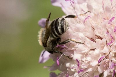  Megachile melanopyga Costa, 1863