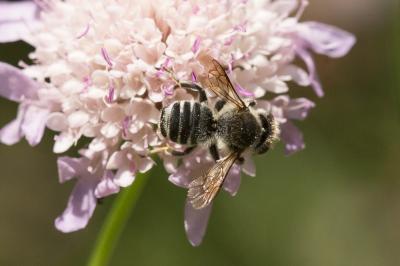  Megachile melanopyga Costa, 1863