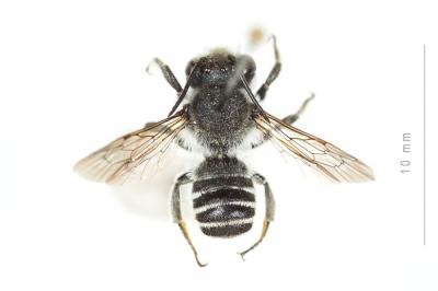 Megachile melanopyga Costa, 1863