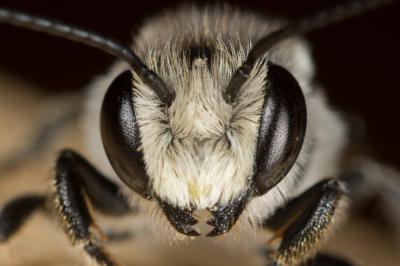 Megachile melanopyga Costa, 1863