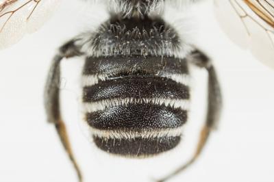  Megachile melanopyga Costa, 1863