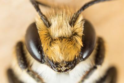  Megachile melanopyga Costa, 1863