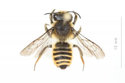  Megachile melanopyga Costa, 1863