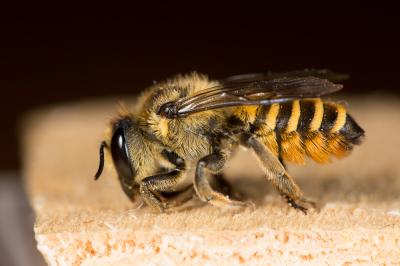  Megachile melanopyga Costa, 1863