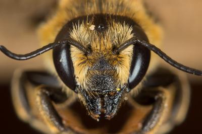  Megachile melanopyga Costa, 1863