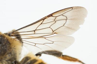  Megachile melanopyga Costa, 1863
