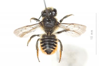 Mégachile du rosier, Abeille découpeuse Megachile centuncularis (Linnaeus, 1758)