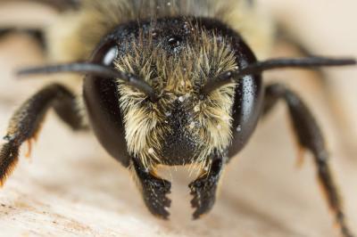 Mégachile du rosier, Abeille découpeuse Megachile centuncularis (Linnaeus, 1758)