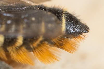 Mégachile du rosier, Abeille découpeuse Megachile centuncularis (Linnaeus, 1758)