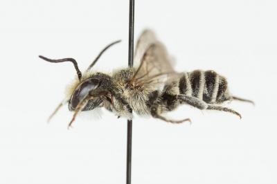  Megachile apicalis Spinola, 1808