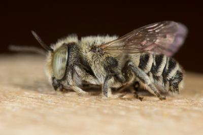  Megachile apicalis Spinola, 1808