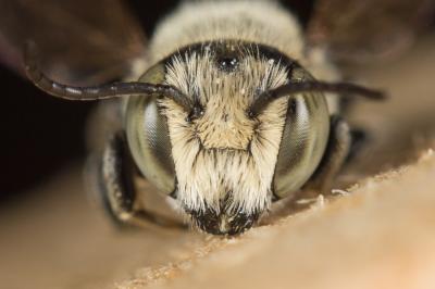  Megachile apicalis Spinola, 1808
