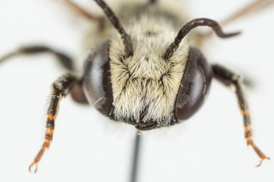  Megachile apicalis Spinola, 1808