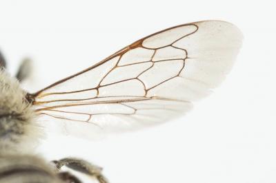  Megachile apicalis Spinola, 1808