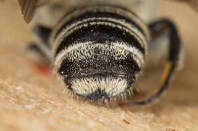  Megachile apicalis Spinola, 1808