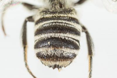  Megachile apicalis Spinola, 1808