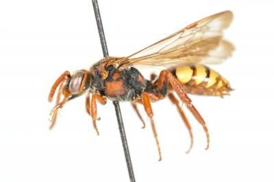  Nomada flava Panzer, 1798