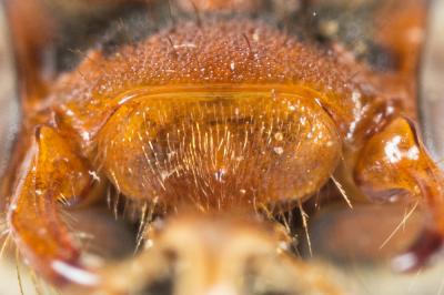  Nomada flava Panzer, 1798