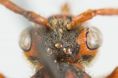  Nomada flava Panzer, 1798