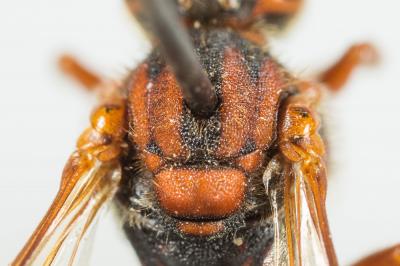  Nomada flava Panzer, 1798