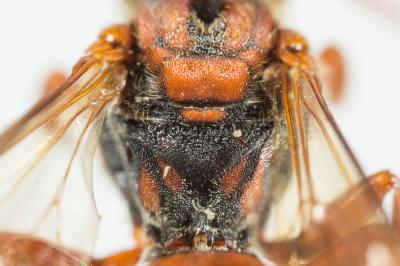  Nomada flava Panzer, 1798