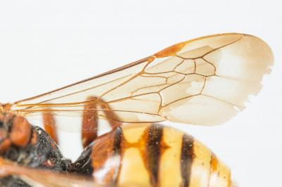  Nomada flava Panzer, 1798