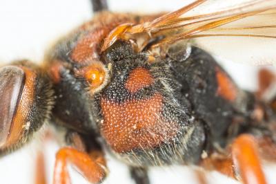  Nomada flava Panzer, 1798