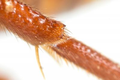 Nomada flava Panzer, 1798