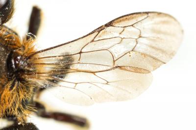  Osmia rufohirta Latreille, 1811