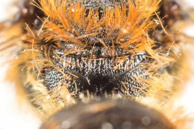  Osmia rufohirta Latreille, 1811